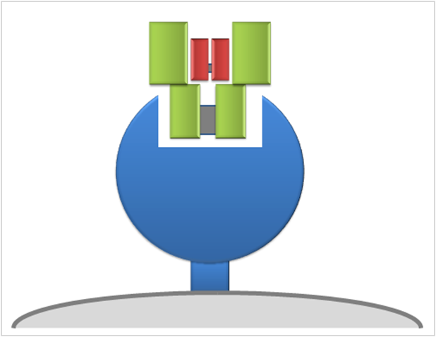 Schematische voorstelling van GARP. GARP (blauw) bevindt zich op het celmembraan (grijs) van regulatorische T-cellen en endotheelcellen en is in staat om het signaaleiwit TGF-β (groen/rood) te binden.