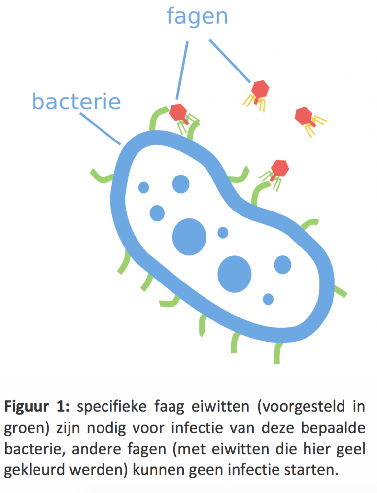 Eenvoudige voorstelling van een bacterie-faag interactie.