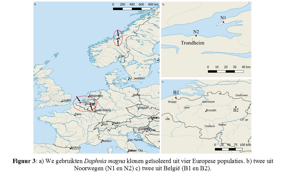 We gebruikten Daphnia magna klonen geïsoleerd uit vier Europese populaties, twee uit Noorwegen (N1 en N2) en twee uit België (B1 en B2)