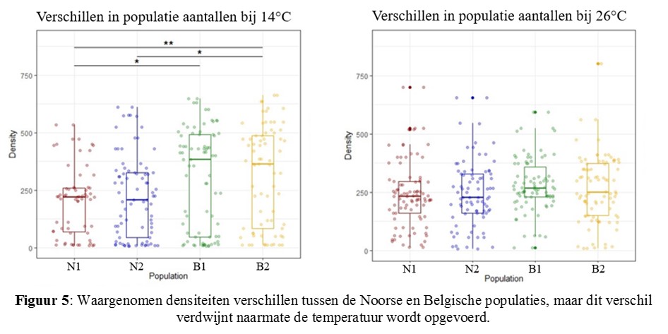 Waargenomen densiteiten verschillen tussen de Noorse en de Belgische populaties, maar dit verschil verdwijnt naarmate de temperatuur wordt opgevoerd. 