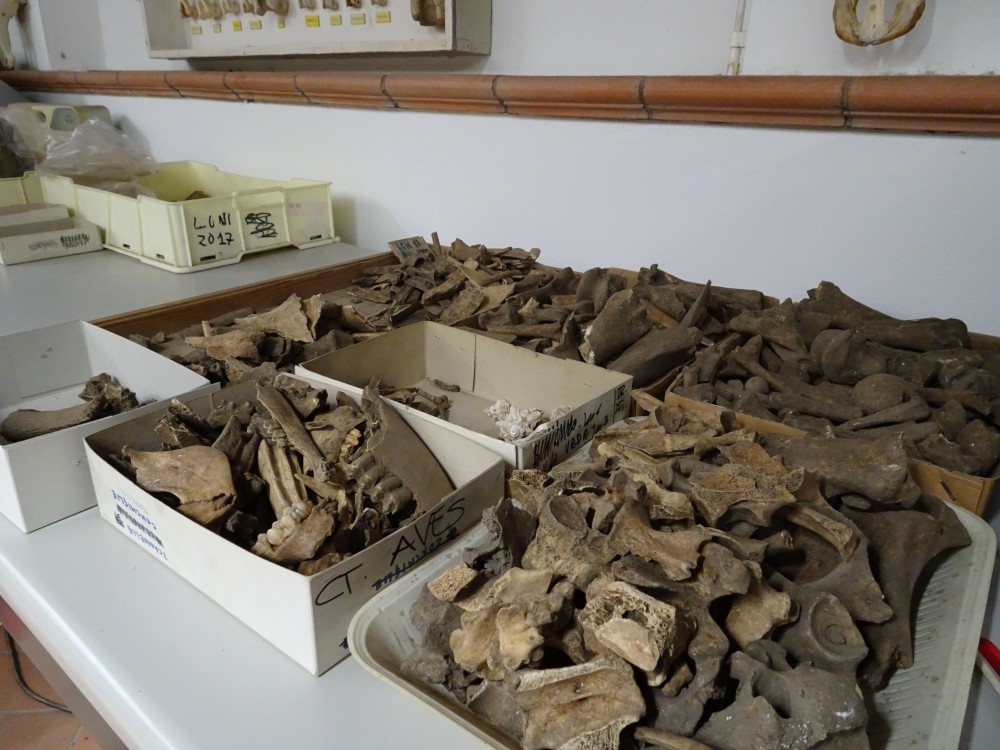 Deel van het onderzochte archeozoölogisch materiaal uit Luni