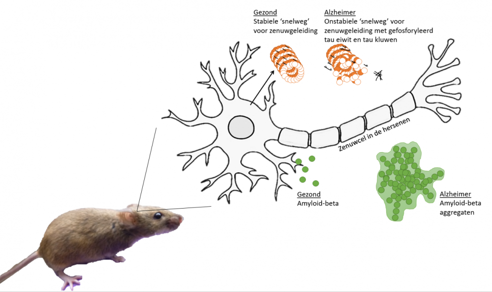 Een Alzheimer muis met in meer detail de verschillen tussen gezonde en Alzheimer hersenen.