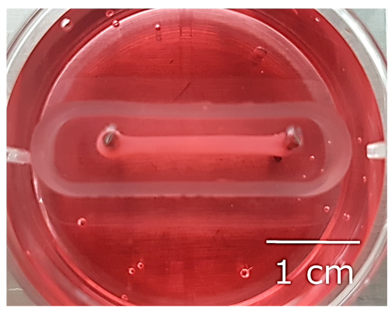 Macroscopisch beeld van een in het labo gekweekte skeletspier. De rode vloeistof is een celcultuur medium om de spier(stam)cellen optimaal te ondersteunen.