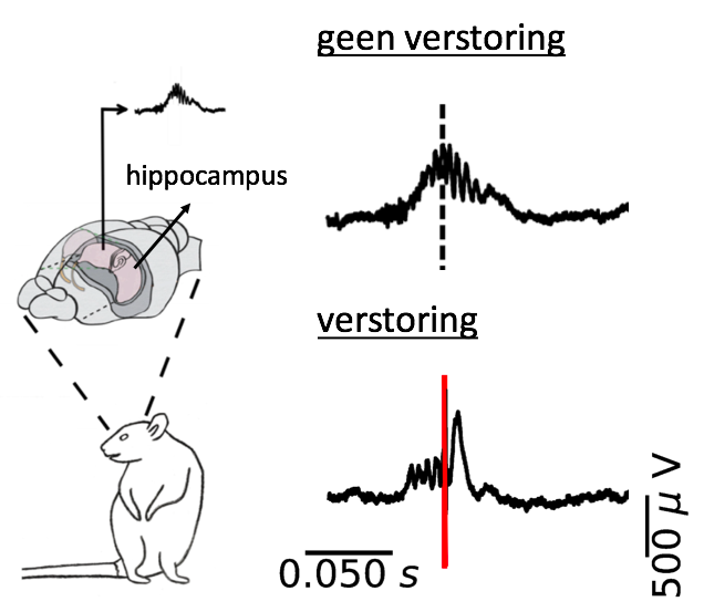 Hersenactiviteit van de hippocampus wanneer herhalingen niet en wel verstoord worden.