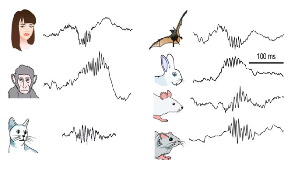Voorbeelden van scherpgolf rimpelingen geobserveerd bij verschillende zoogdieren. G. Buzski, Neuron 2013