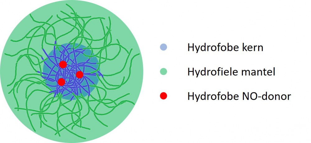 Een illustratie voor het inkapselen van een hydrofobe NO-donor in een micel met een hydrofobe kern en hydrofiele mantel.