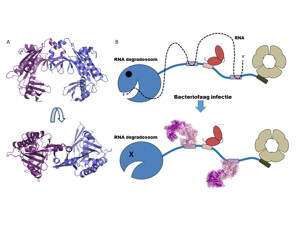 Fig. 2: ‘Hacking in actie’: het bacteriofaag eiwit vormt een klauwvormige, symmetrische structuur (A) en blokkeert zijn doelwit (het RNA degradosoom) in de bacteriële cel (B). [2]