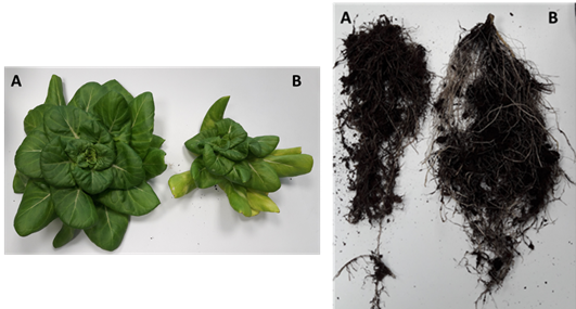 Slaplant en wortel na 7 weken. A: gegroeid in potgrond met toevoeging van chitine; B: gegroeid in zuivere potgrond.