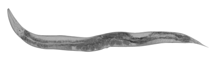 de rondworm C. elegans
