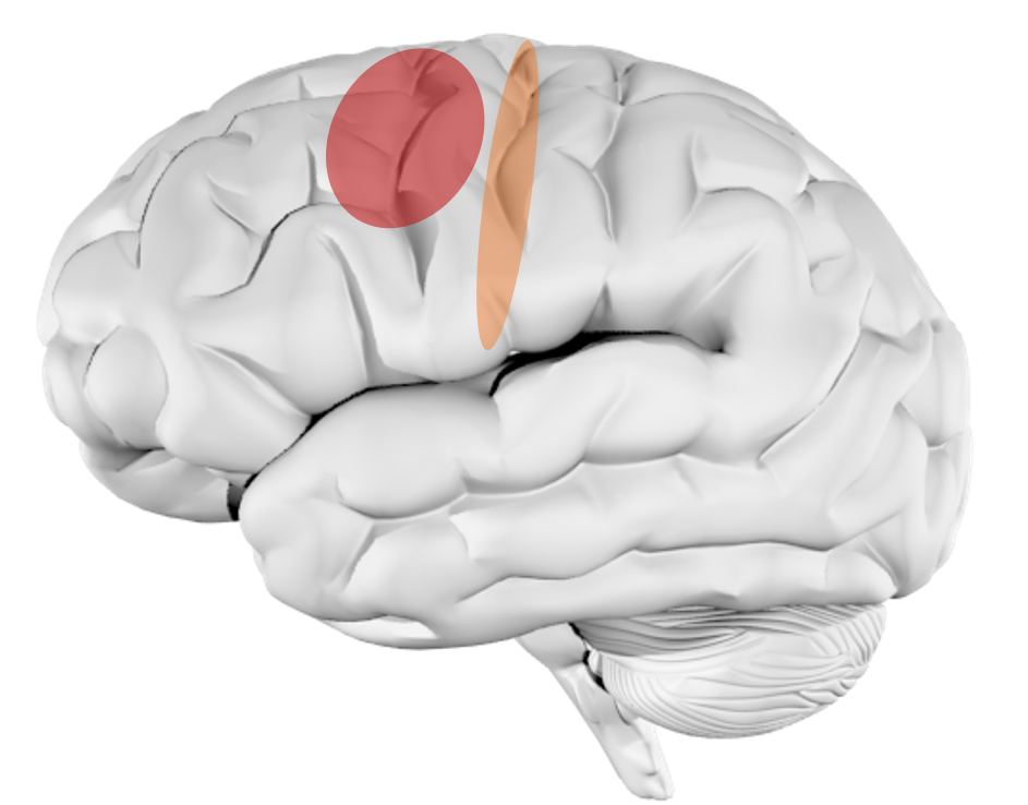 Figuur 1: De primair motorische cortex (M1) (oranje) en dorsale premotorische cortex (PMd) (rood)