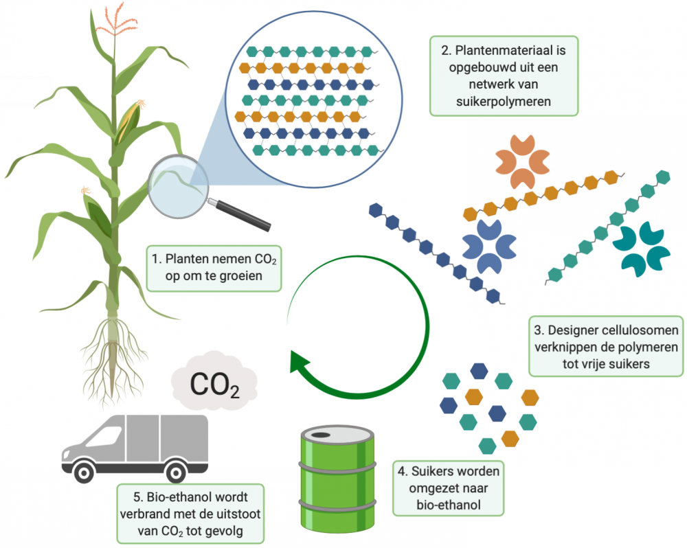 Door plantenmateriaal te degraderen met designer cellulosomen kan een gesloten CO2 cyclus gevormd worden.