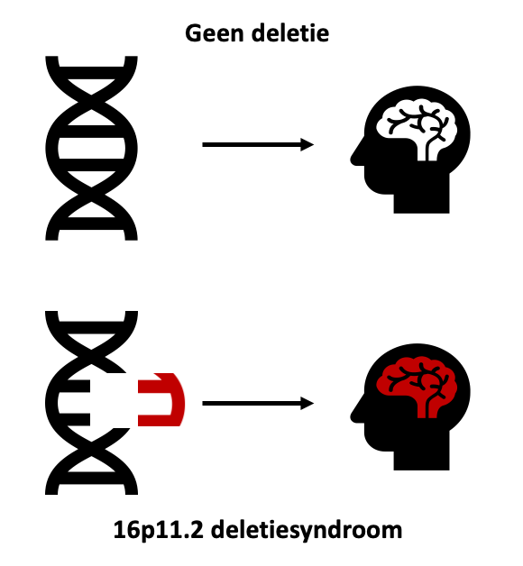 Figuur 1: Vereenvoudigde voorstelling van het 16p11.2 deletiesyndroom. Wanneer er geen deletie is, is de hersenfunctie normaal. In het 16p11.2 deletiesyndroom is er een deletie die leidt tot abnormale hersenfunctie. 