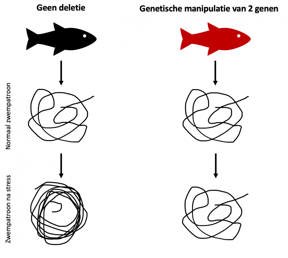 Figuur 2: Vereenvoudigde voorstelling van de analyse van het zwempatroon van vissen. Na blootstelling aan stress bewegen normale vissen meer dan onder gewone omstandigheden terwijl het zwempatroon van genetisch gemanipuleerde vissen niet significant verandert.