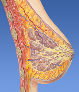 Breast anatomy normal-259x300 0