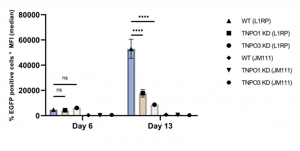 Figuur 2: Daling in EGFP expressie in TNPO1 en TNPO3 KD cellijnen