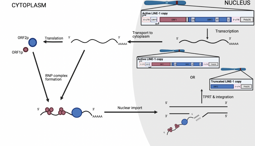 Figuur 1: Het proces van LINE-1 retrotranspositie