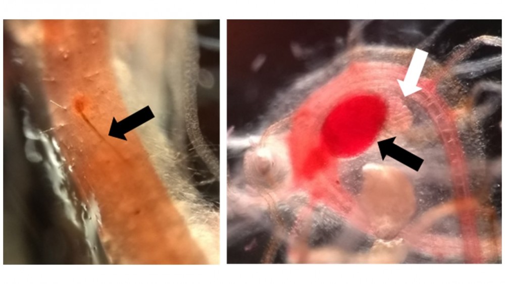 "Microscopische foto van Meloidogyne graminicola"