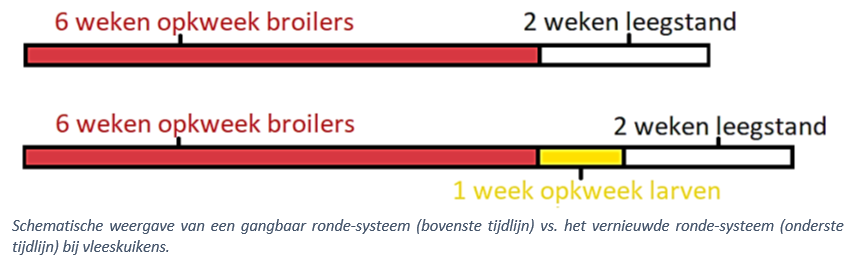 Schematische weergave van een gangbaar ronde-systeem (bovenste tijdlijn) vs. het vernieuwde ronde-systeem (onderste tijdlijn) bij vleeskuikens.