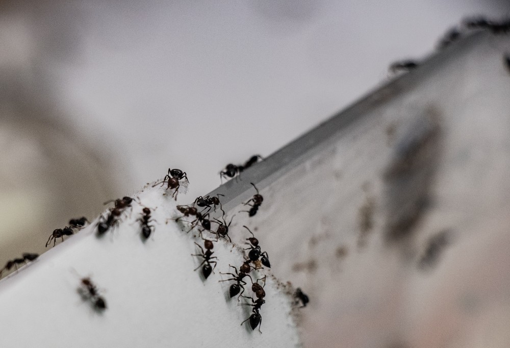 De mierenkolonies worden in het labo gekweekt om ze in te zetten in de serre.