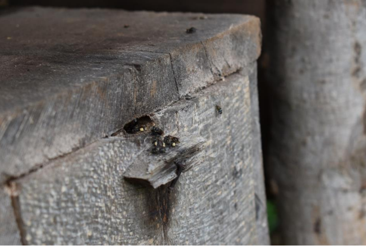Angelloze bijen die naar binnen hun kast lopen