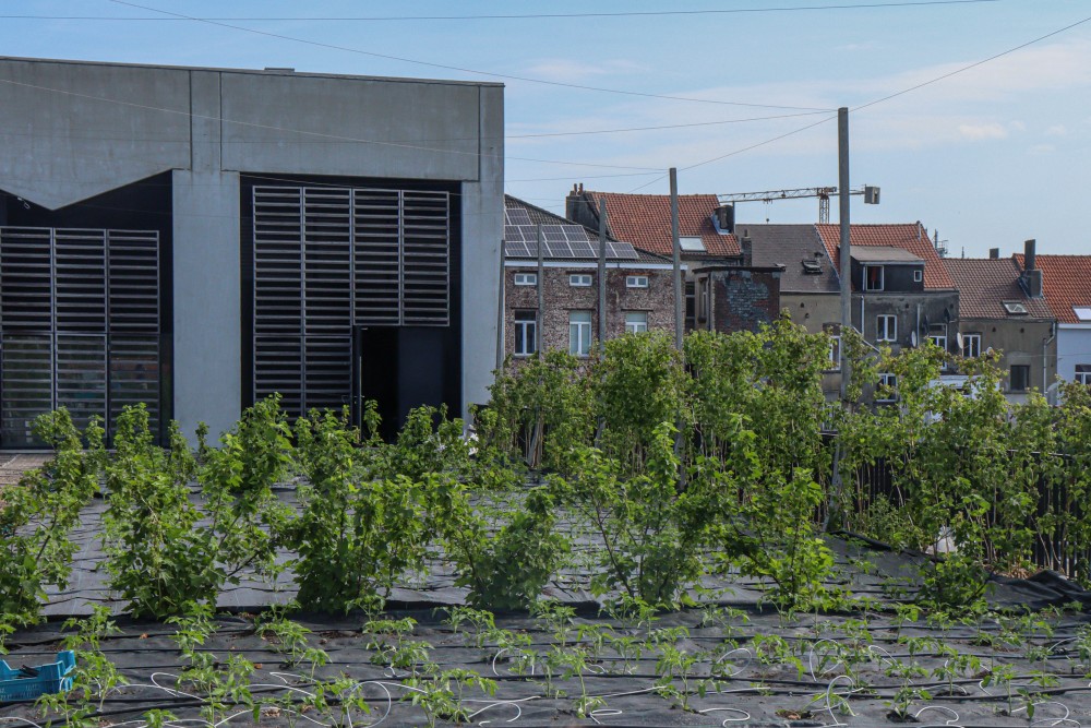 Op het dak van het slachthuis in Anderlecht doen vrijwilligers aan landbouw. (Foto: Victor Van Kerckhove)