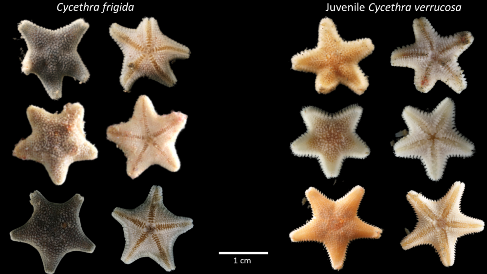 Vergelijking tussen Cycethra frigida (links) en jonge Cycethra verrucosa (rechts) op basis van uiterlijk