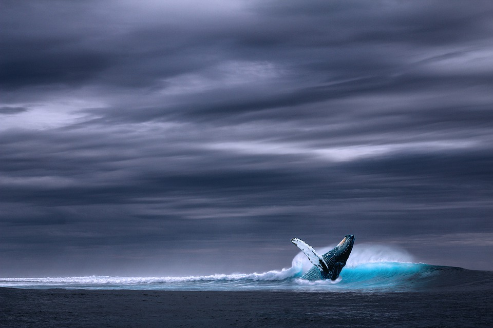 Walvis in de zee met stormachtige achtergrond