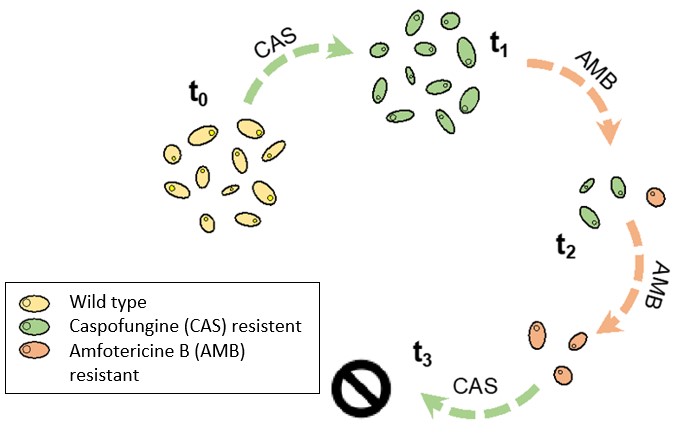 Een hypothetisch voorbeeld van hoe cyclische therapie resistentie-verwerving in C. auris zou kunnen vermijden.