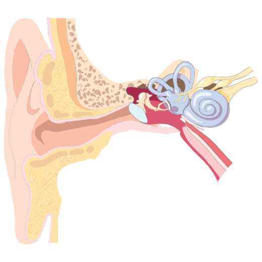 Tekening anatomie oor