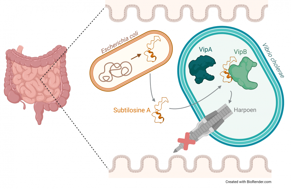Finaal systeem – E. coli levert subtilosine A af in de darmen zodat deze voorkomt dat V. cholerae zijn harpoen kan gebruiken.