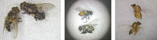 Clustervlieg (links), herfstvlieg (centraal) en gele zewermvlieg (rechts)