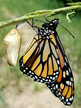 A butterfly has crawled out if its cocoon.