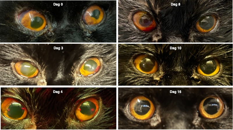 De opvolging van de oculaire afwijkingen na de start van de behandeling met GS-441524. 