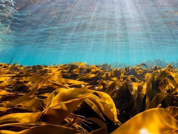 Gouden kelp - Axelle Defossez