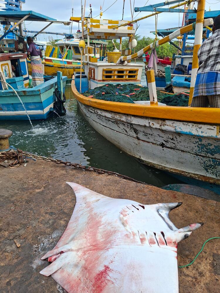 Mobulidae gevangen aan de Oost kust van Sri Lanka