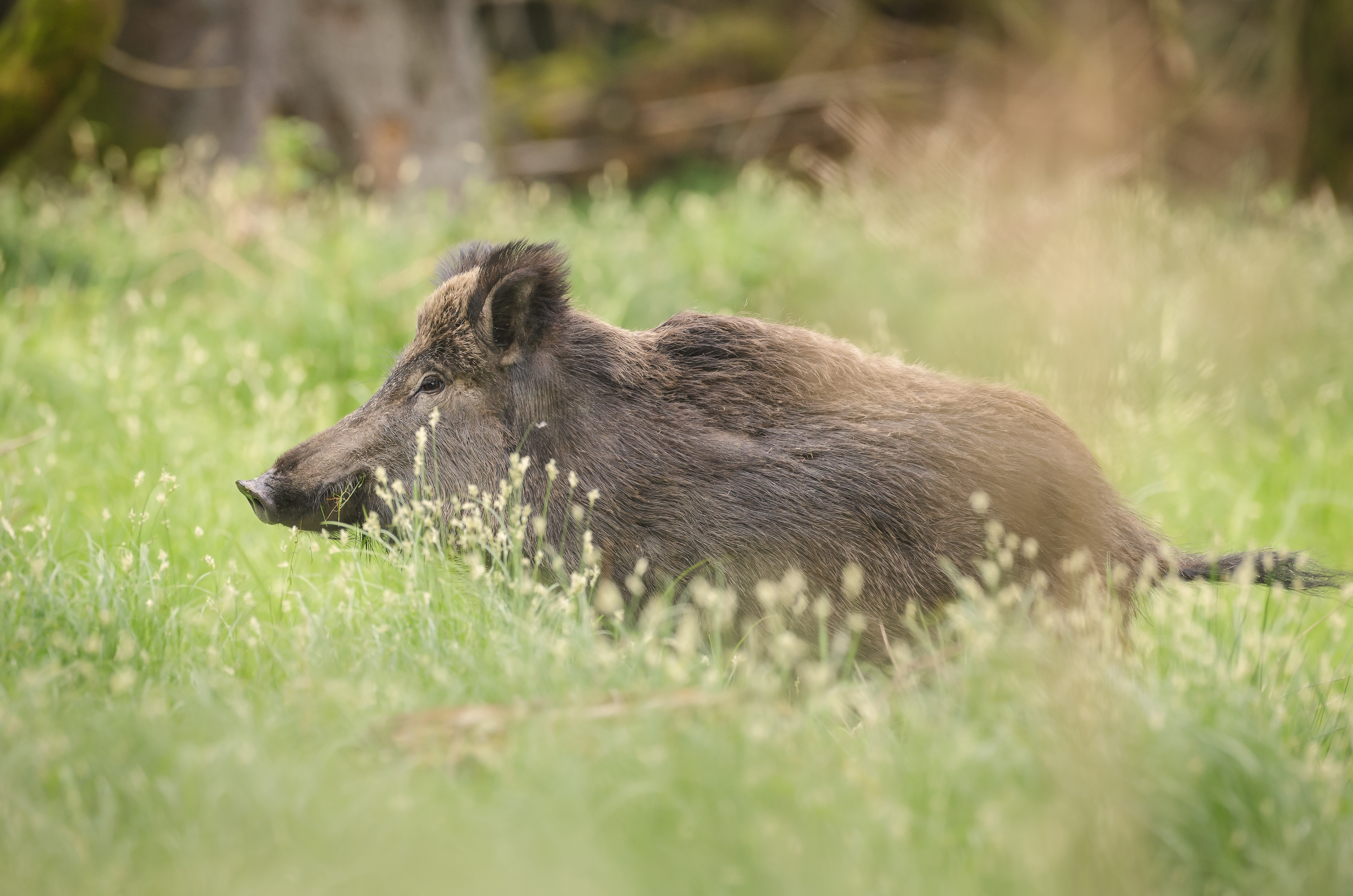 Everzwijnen zijn een meerwaarde voor de natuur, maar richten ook schade aan in landbouwgebied. (Adobe Stock | #83367672)