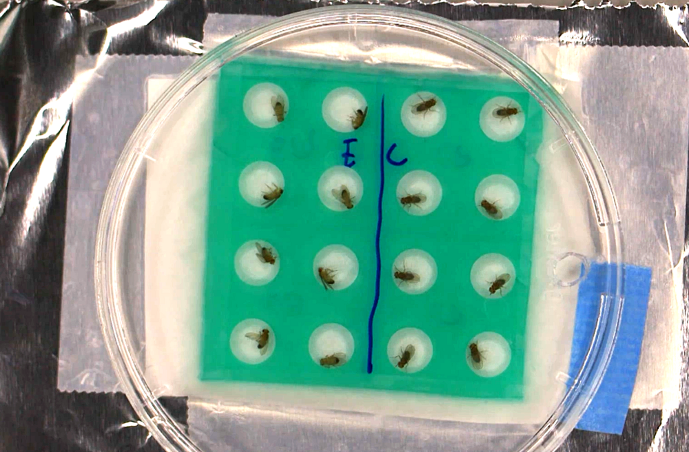 Voorbeeld van een experiment waarbij alle controle vliegen al terug hersteld zijn, terwijl de experimentele vliegen nog verlamd zijn.