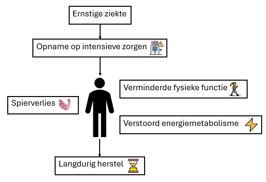 Schema dat toont hoe een ernstige ziekte en een opname op intensieve zorgen kunnen leiden tot spierverlies, een verstoord energiemetabolisme, verminderde fysieke functie en een langdurig herstel.