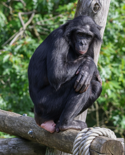 Vrouwelijke bonobo