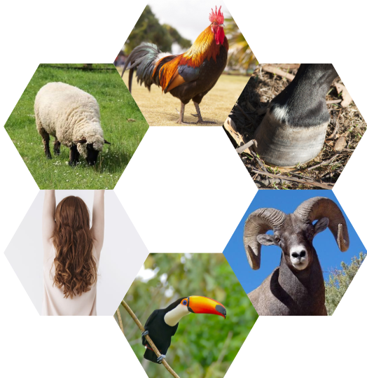 Keratine komt voor in onder meer veren, haar, hoeven, wol en hoorns. Eigen collage op basis van CC0/Public Domain-afbeeldingen.