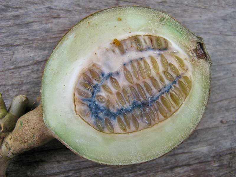 Onrijpe jaguavrucht (Genipa americana). Bij blootstelling aan lucht reageert genipin, waardoor het typische blauwe pigment ontstaat. Foto: Alex Popovkin / CC BY 2.0