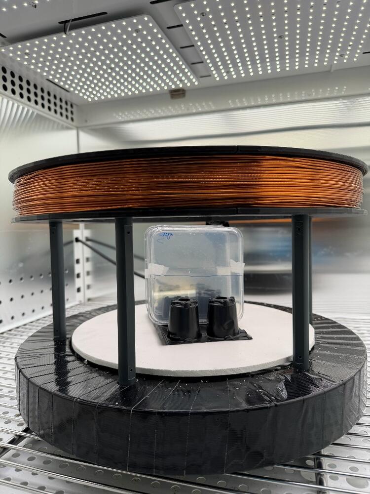 Helmholtz spoelen opstelling met Arabidopsis planten die op agar platen groeien centraal